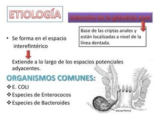 anatomia recto anal y absceso perianal