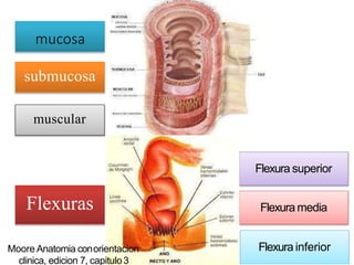 mucosa
submucosa
muscular
Flexura superior
Flexura media
Flexura inferior
Flexuras
Moore Anatomia conorientacion
clinica, edicion 7, capitulo3
 
