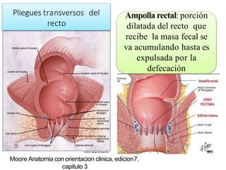 Pliegues transversos del
recto
Ampolla rectal: porción
dilatada del recto que
recibe la masa fecal se
va acumulando hasta es
expulsada por la
defecación
Moore Anatomia con orientacion clinica, edicion7,
capitulo 3
 