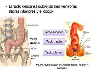 • Elrecto descansasobre las tres vertebras
sacrasinferiores y el coccix
Tercio superior
Tercio medio
Tercio inferior
Moore Anatomia con orientacion clinica, edicion7,
capitulo 3
 