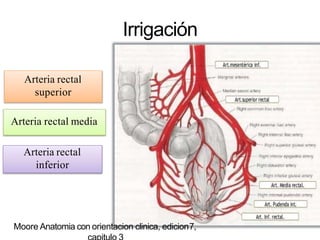 Irrigación
Arteria rectal
superior
Arteria rectal media
Arteria rectal
inferior
Moore Anatomia con orientacion clinica, edicion7,
 
