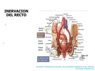 INERVACION
DEL RECTO
 Inervación simpática
procede de la medula espinal
lumbar, a través de los nervios
esplacnicos lumbares y los
plexos hipogástricos (pélvicos)
 Inervación parasimpática
procede de los niveles S2-S4 de
la medula espinal, y discurre por
los nervios esplacnicos pélvicos
y los plexos hipogástricos
inferiores derecho e izquierdo,
hasta el plexo rectal (pélvico).
SCHWARTZ. PRINCIPIO DE CIRUGÍA. MAL ROTACIÓN CONGÉNITA.9A ED. MÉXICO:
EDITORIAL MCGRAW-HILL
 