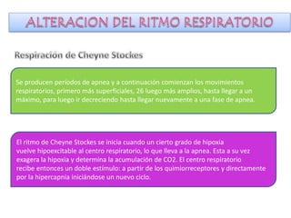 Se producen períodos de apnea y a continuación comienzan los movimientos
respiratorios, primero más superficiales, 26 luego más amplios, hasta llegar a un
máximo, para luego ir decreciendo hasta llegar nuevamente a una fase de apnea.
El ritmo de Cheyne Stockes se inicia cuando un cierto grado de hipoxia
vuelve hipoexcitable al centro respiratorio, lo que lleva a la apnea. Esta a su vez
exagera la hipoxia y determina la acumulación de CO2. El centro respiratorio
recibe entonces un doble estímulo: a partir de los quimiorreceptores y directamente
por la hipercapnia iniciándose un nuevo ciclo.
 