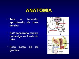 ANATOMIA  Tem o tamanho aproximado de uma ameixa Está localizada abaixo da bexiga, na frente do reto Pesa cerca de 20 gramas. 
