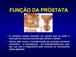 FUNÇÃO DA PRÓSTATA A próstata produz (secreta) um líquido que se junta à secreção da vesícula seminal para formar o sêmen  Dentro dela ocorre a transformação do principal hormônio masculino - a testosterona - em diidrotestosterona, que, por sua vez, é responsável pelo controle do crescimento dessa glândula 