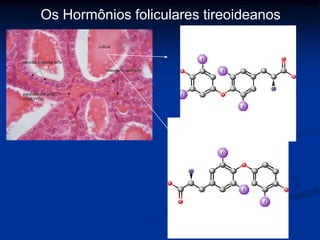 Os Hormônios foliculares tireoideanos
Tiroxina (t4)

Triiodotironina (t3)

 
