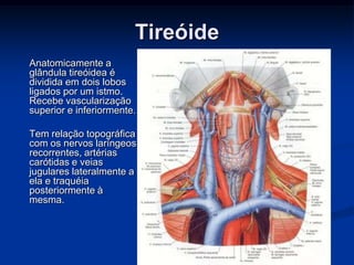 Tireóide
Anatomicamente a
glândula tireóidea é
dividida em dois lobos
ligados por um istmo.
Recebe vascularização
superior e inferiormente.
Tem relação topográfica
com os nervos laríngeos
recorrentes, artérias
carótidas e veias
jugulares lateralmente a
ela e traquéia
posteriormente à
mesma.

 