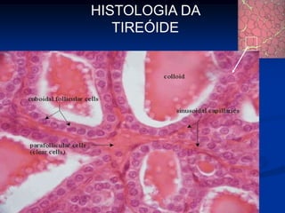 HISTOLOGIA DA
TIREÓIDE

 