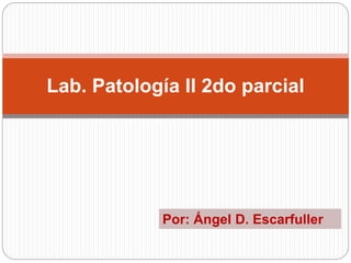 Lab. Patología II 2do parcial
Por: Ángel D. Escarfuller
 