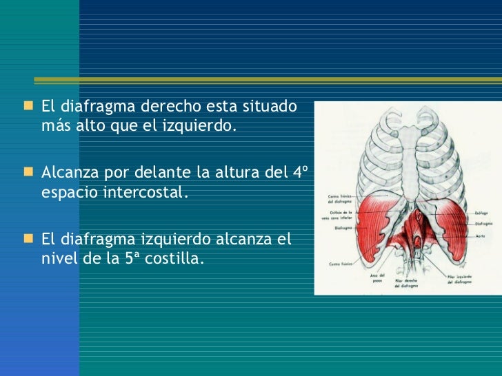 Patologias Del Diafragma Neumologia