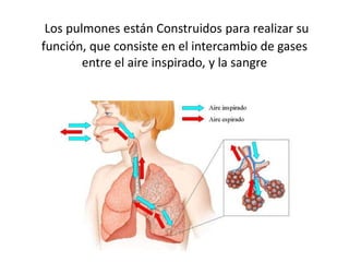 Los pulmones están Construidos para realizar su
función, que consiste en el intercambio de gases
entre el aire inspirado, y la sangre
 