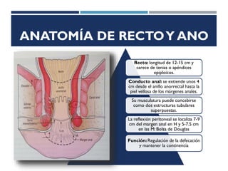 ANATOMÍA DE RECTOY ANO
Recto: longitud de 12-15 cm y
carece de tenias o apéndices
epiploicos.
Conducto anal: se extiende unos 4
cm desde el anillo anorrectal hasta la
piel vellosa de los márgenes anales.
Su musculatura puede concebirse
como dos estructuras tubulares
superpuestas.
La reflexión peritoneal se localiza 7-9
cm del margen anal en H y 5-7.5 cm
en las M: Bolsa de Douglas
Función:Regulación de la defecación
y mantener la continencia
 