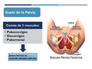 Consta de 3 musculos:
• Pubococcigeo
• Iliococcigeo
• Puborrectal
Suelo de la Pelvis
Juntos forman el
musculo elevador del ano
 