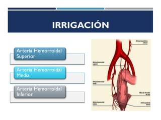 IRRIGACIÓN
Arteria Hemorroidal
Superior
Arteria Hemorroidal
Media
Arteria Hemorroidal
Inferior
 