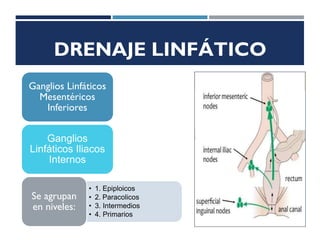 DRENAJE LINFÁTICO
Ganglios Linfáticos
Mesentéricos
Inferiores
Ganglios
Linfáticos Iliacos
Internos
• 1. Epiploicos
• 2. Paracolicos
• 3. Intermedios
• 4. Primarios
Se agrupan
en niveles:
 