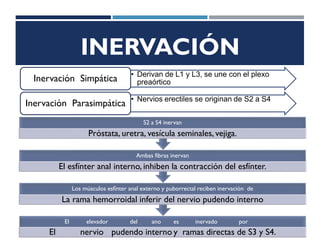 INERVACIÓN
• Derivan de L1 y L3, se une con el plexo
preaórtico
Inervación Simpática
• Nervios erectiles se originan de S2 a S4
Inervación Parasimpática
El elevador del ano es inervado por
El nervio pudendo interno y ramas directas de S3 y S4.
Los músculos esfínter anal externo y puborrectal reciben inervación de
La rama hemorroidal inferir del nervio pudendo interno
Ambas fibras inervan
El esfínter anal interno, inhiben la contracción del esfínter.
S2 a S4 inervan
Próstata, uretra, vesícula seminales, vejiga.
 