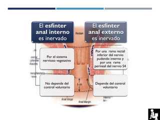 El esfínter
anal interno
es inervado
Por el sistema
nervioso vegetativo
No depende del
control voluntario
El esfínter
anal externo
es inervado
Por una rama rectal
inferior del nervio
pudendo interno y
por una rama
perineal del nervio S4
Depende del control
voluntario
 