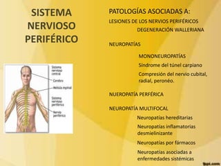 SISTEMA 
NERVIOSO 
PERIFÉRICO 
PATOLOGÍAS ASOCIADAS A: 
LESIONES DE LOS NERVIOS PERIFÉRICOS 
DEGENERACIÓN WALLERIANA 
NEUROPATÍAS 
MONONEUROPATÍAS 
Síndrome del túnel carpiano 
Compresión del nervio cubital, 
radial, peronéo. 
NUEROPATÍA PERFÉRICA 
NEUROPATÍA MULTIFOCAL 
Neuropatías hereditarias 
Neuropatías inflamatorias 
desmielinizante 
Neuropatías por fármacos 
Neuropatías asociadas a 
enfermedades sistémicas 
 