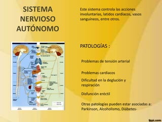 SISTEMA 
NERVIOSO 
AUTÓNOMO 
Este sistema controla las acciones 
involuntarias, latidos cardíacos, vasos 
sanguíneos, entre otros. 
PATOLOGÍAS : 
Problemas de tensión arterial 
Problemas cardiacos 
Dificultad en la deglución y 
respiración 
Disfunción eréctil 
Otras patologías pueden estar asociadas a: 
Parkinson, Alcoholismo, Diábetes- 
 