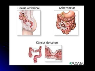 Carlos Eiji Cámara Yoshimoto 