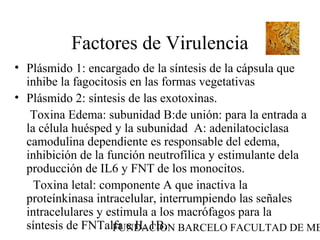 FUNDACION BARCELO FACULTAD DE ME
Factores de Virulencia
• Plásmido 1: encargado de la síntesis de la cápsula que
inhibe la fagocitosis en las formas vegetativas
• Plásmido 2: síntesis de las exotoxinas.
Toxina Edema: subunidad B:de unión: para la entrada a
la célula huésped y la subunidad A: adenilatociclasa
camodulina dependiente es responsable del edema,
inhibición de la función neutrofílica y estimulante dela
producción de IL6 y FNT de los monocitos.
Toxina letal: componente A que inactiva la
proteínkinasa intracelular, interrumpiendo las señales
intracelulares y estimula a los macrófagos para la
síntesis de FNTalfa e IL 1B.
 