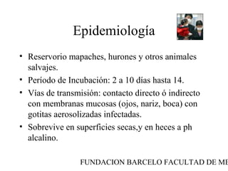 FUNDACION BARCELO FACULTAD DE ME
Epidemiología
• Reservorio mapaches, hurones y otros animales
salvajes.
• Período de Incubación: 2 a 10 días hasta 14.
• Vías de transmisión: contacto directo ó indirecto
con membranas mucosas (ojos, nariz, boca) con
gotitas aerosolizadas infectadas.
• Sobrevive en superficies secas,y en heces a ph
alcalino.
 