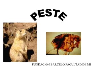 FUNDACION BARCELO FACULTAD DE ME
 