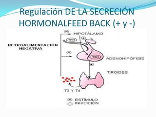 Regulación DE LA SECRECIÓN
HORMONALFEED BACK (+ y -)