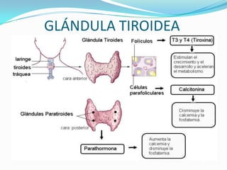 GLÁNDULA TIROIDEA
