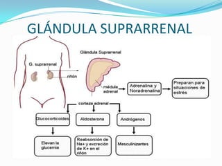 GLÁNDULA SUPRARRENAL