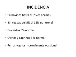 INCIDENCIA
• En bovinos hasta el 5% es normal.
• En yeguas del 5% al 15% es normal
• En cerdos 5% normal
• Ovinos y caprinos 3 % normal
• Perros y gatos normalmente ocasional
 