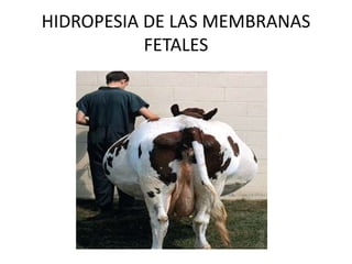 HIDROPESIA DE LAS MEMBRANAS
FETALES
 