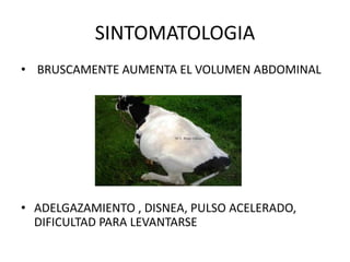 SINTOMATOLOGIA
• BRUSCAMENTE AUMENTA EL VOLUMEN ABDOMINAL
• ADELGAZAMIENTO , DISNEA, PULSO ACELERADO,
DIFICULTAD PARA LEVANTARSE
 