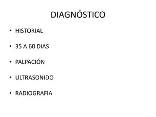 DIAGNÓSTICO
• HISTORIAL
• 35 A 60 DIAS
• PALPACIÓN
• ULTRASONIDO
• RADIOGRAFIA
 