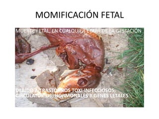MOMIFICACIÓN FETAL
• MUERTE FETAL, EN CUALQUIER ETAPA DE LA GESTACIÓN
• DEBIDO A TRASTORNOS TOXI-INFECCIOSOS,
CIRCULATORIOS, HORMONALES Y GENES LETALES.
 