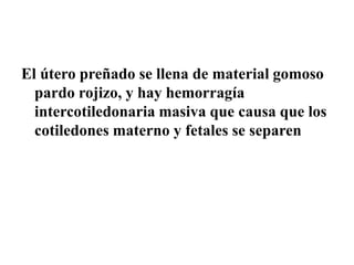 El útero preñado se llena de material gomoso
pardo rojizo, y hay hemorragía
intercotiledonaria masiva que causa que los
cotiledones materno y fetales se separen
 