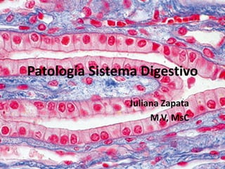 Patología Sistema Digestivo
Juliana Zapata
M.V, MsC
 