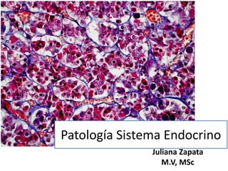 Patología Sistema Endocrino 
Juliana Zapata 
M.V, MSc 
 