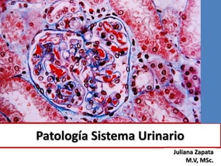 Patología Sistema Urinario
Juliana Zapata
M.V, MSc.
 
