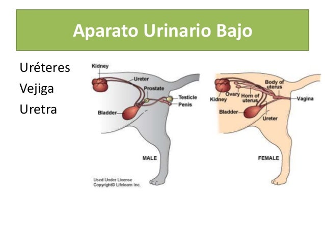 Patología sistema urinario