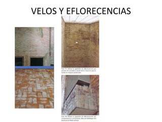VELOS Y EFLORECENCIAS
 