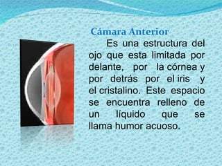 Patologías del Ojo (iris, cornea, cristalino, pupila)