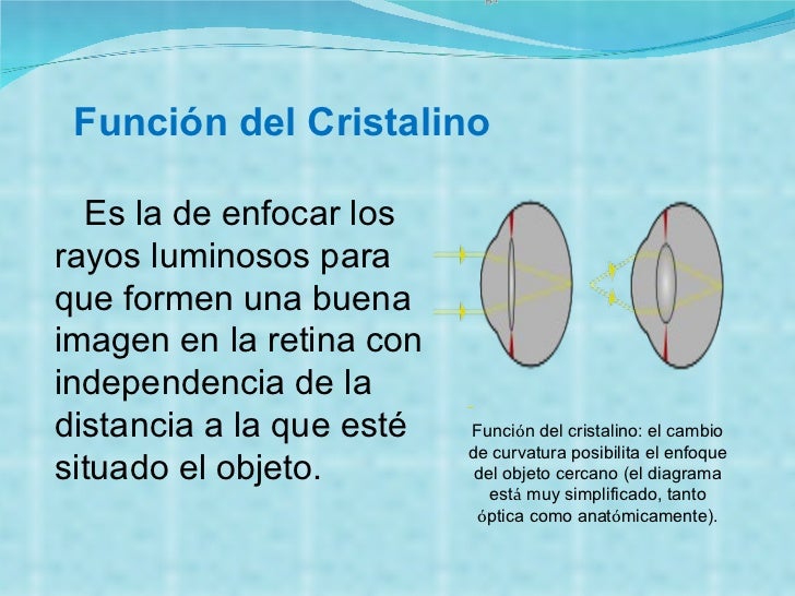 Patologías del Ojo (iris, cornea, cristalino, pupila)