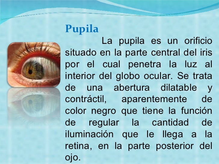 Funcion De La Pupila Y El Iris Dinami 