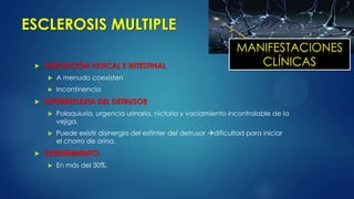 ESCLEROSIS MULTIPLE
 DISFUNCIÓN VESICAL E INTESTINAL
 A menudo coexisten
 Incontinencia
 HIPERREFLEXIA DEL DETRUSOR
 Polaquiuria, urgencia urinaria, nicturia y vaciamiento incontrolable de la
vejiga.
 Puede existir disinergia del esfínter del detrusor dificultad para iniciar
el chorro de orina.
 ESTREÑIMIENTO:
 En más del 30%.
MANIFESTACIONES
CLÍNICAS
 