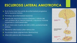 ESCLEROSIS LATERAL AMIOTROFICA
 Es la forma más frecuente de enfermedad progresiva
de la neurona motora.
 Prototipo de enfermedad neuronal.
 Muerte de neuronas motoras inferiores ( células del
asta anterior de la médula espinal) y neuronas motoras
superiores o corticoespinales.
 En un inicio solo muerte de MNI o MNS, posteriormente
ambas.
 Neuronas afectadas sufren retracción.
 Acumulan lípido pigmentado (lipofuscina)
 Afección precoz del citoesqueleto.
 