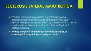 ESCLEROSIS LATERAL AMIOTROFICA
 Pérdida de neuronas motoras corticlaes provoca
adelgazamiento de fascículos corticoespinales que
descienden por la cápsula interna y tallo encefálico hasta
cordones laterales de la sustancia blanca  gliosis
esclerosis lateral.
 No hay afección de neuronas motoras oculares, ni
parasimpáticas que inervan vejiga o recto.
 