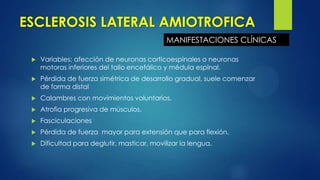 ESCLEROSIS LATERAL AMIOTROFICA
 Variables: afección de neuronas corticoespinales o neuronas
motoras inferiores del tallo encefálico y médula espinal.
 Pérdida de fuerza simétrica de desarrollo gradual, suele comenzar
de forma distal
 Calambres con movimientos voluntarios.
 Atrofia progresiva de músculos.
 Fasciculaciones
 Pérdida de fuerza mayor para extensión que para flexión.
 Dificultad para deglutir, masticar, movilizar la lengua.
MANIFESTACIONES CLÍNICAS
 