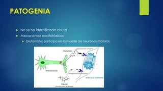PATOGENIA
 No se ha identificado causa
 Mecanismos excitotóxicos
 Glutamato: participa en la muerte de neuronas motoras.
 