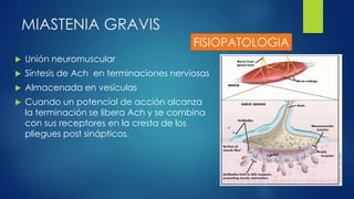 MIASTENIA GRAVIS
 Unión neuromuscular
 Síntesis de Ach en terminaciones nerviosas
 Almacenada en vesículas
 Cuando un potencíal de acción alcanza
la terminación se libera Ach y se combina
con sus receptores en la cresta de los
pliegues post sinápticos.
FISIOPATOLOGIA
 